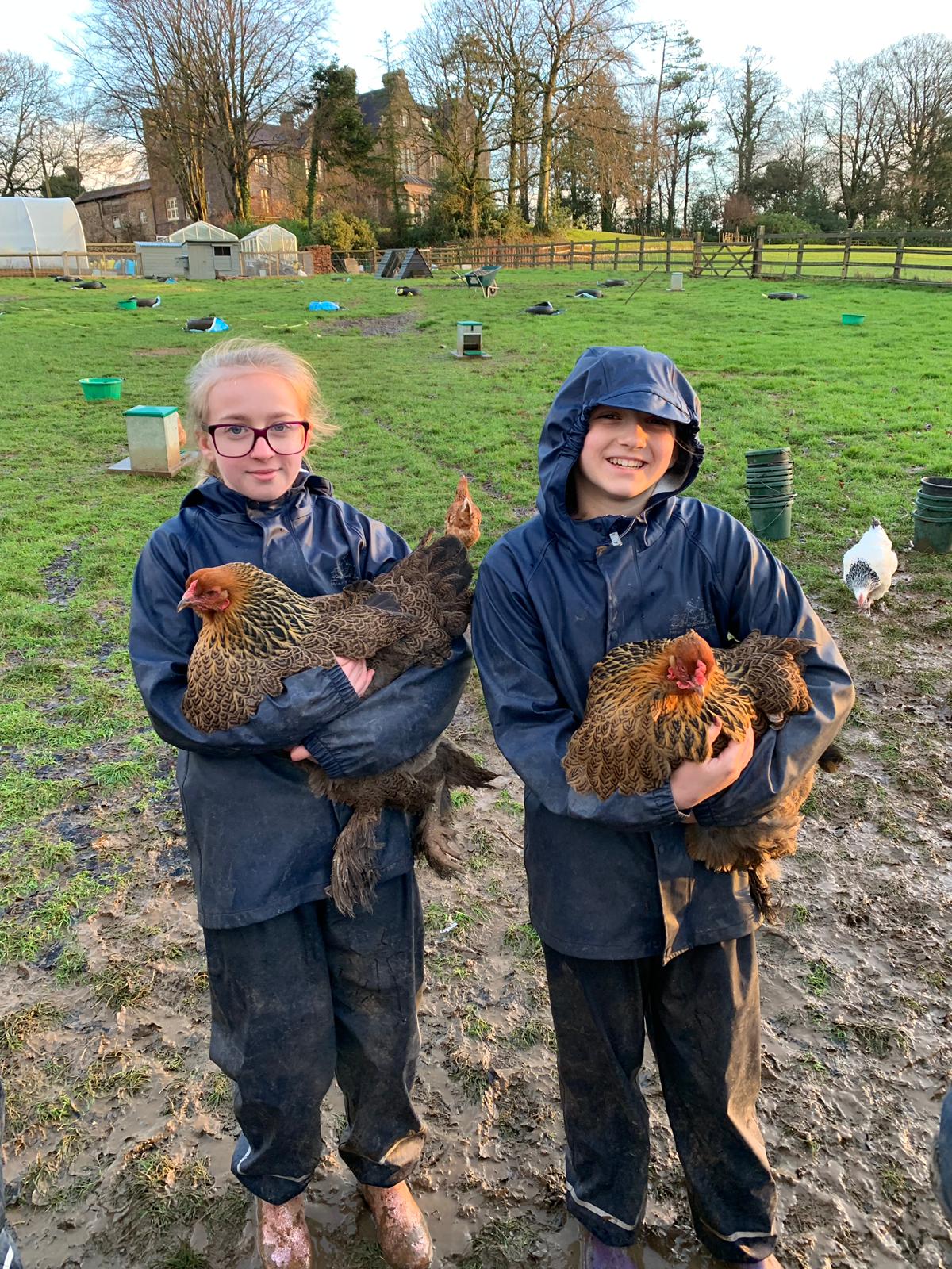 Nethercott hens.jpeg